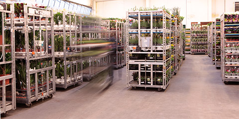 Een klant die planten aan het winkelen is in onze cash&carry
